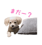 ちくわ スタンプ（個別スタンプ：5）