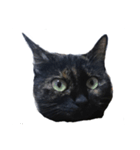 ねこのねこち（個別スタンプ：1）