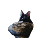 ねこのねこち（個別スタンプ：2）