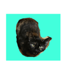 ねこのねこち（個別スタンプ：3）