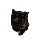 ねこのねこち（個別スタンプ：4）