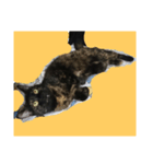 ねこのねこち（個別スタンプ：5）