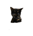 ねこのねこち（個別スタンプ：6）