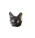 ねこのねこち（個別スタンプ：7）