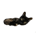 ねこのねこち（個別スタンプ：8）