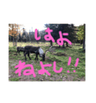 アラスカ、ん？（個別スタンプ：3）