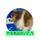 ワンコもいっしょ（個別スタンプ：1）