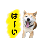 柴犬 使えるあいさつ（個別スタンプ：1）