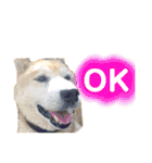 柴犬 使えるあいさつ（個別スタンプ：2）
