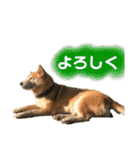 柴犬 使えるあいさつ（個別スタンプ：3）