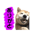 柴犬 使えるあいさつ（個別スタンプ：5）