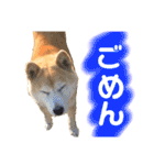 柴犬 使えるあいさつ（個別スタンプ：6）