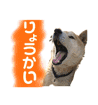 柴犬 使えるあいさつ（個別スタンプ：7）
