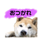 柴犬 使えるあいさつ（個別スタンプ：8）