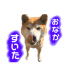 柴犬 使えるあいさつ（個別スタンプ：9）