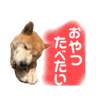 柴犬 使えるあいさつ（個別スタンプ：10）