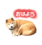 柴犬 使えるあいさつ（個別スタンプ：11）