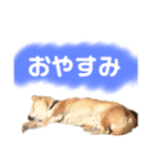 柴犬 使えるあいさつ（個別スタンプ：12）