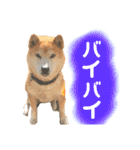 柴犬 使えるあいさつ（個別スタンプ：13）