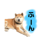 柴犬 使えるあいさつ（個別スタンプ：14）
