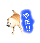 柴犬 使えるあいさつ（個別スタンプ：15）