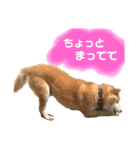 柴犬 使えるあいさつ（個別スタンプ：16）