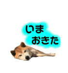 柴犬 使えるあいさつ（個別スタンプ：17）