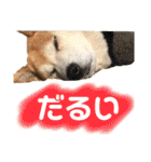 柴犬 使えるあいさつ（個別スタンプ：18）