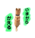 柴犬 使えるあいさつ（個別スタンプ：19）