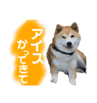 柴犬 使えるあいさつ（個別スタンプ：20）