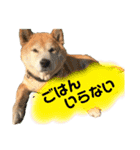 柴犬 使えるあいさつ（個別スタンプ：21）