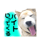 柴犬 使えるあいさつ（個別スタンプ：22）