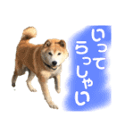 柴犬 使えるあいさつ（個別スタンプ：23）