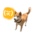 柴犬 使えるあいさつ（個別スタンプ：24）