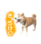 柴犬 使えるあいさつ（個別スタンプ：25）