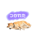 柴犬 使えるあいさつ（個別スタンプ：26）