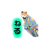 柴犬 使えるあいさつ（個別スタンプ：27）