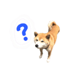 柴犬 使えるあいさつ（個別スタンプ：28）