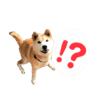 柴犬 使えるあいさつ（個別スタンプ：29）