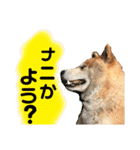 柴犬 使えるあいさつ（個別スタンプ：30）