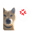 柴犬 使えるあいさつ（個別スタンプ：31）