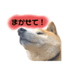 柴犬 使えるあいさつ（個別スタンプ：32）