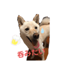 豆柴のまめ②（個別スタンプ：13）