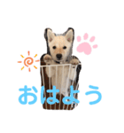 豆柴のまめ②（個別スタンプ：14）