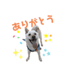 豆柴のまめ②（個別スタンプ：16）