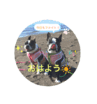 ボストンテリアのKOTOKAN☆彡（個別スタンプ：1）