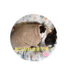 ボストンテリアのKOTOKAN☆彡（個別スタンプ：2）