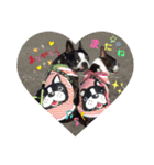 ボストンテリアのKOTOKAN☆彡（個別スタンプ：6）
