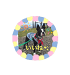 ボストンテリアのKOTOKAN☆彡（個別スタンプ：12）