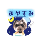 シュナウザーの虎十郎 2（個別スタンプ：2）